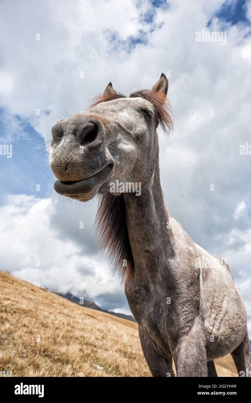 Divertente cavallo sorridente sulla montagna pascolo. Cute animale, ritratto positivo. Foto Stock