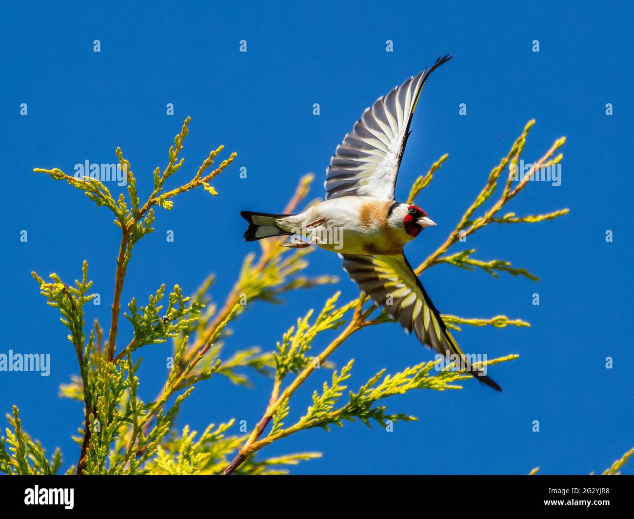 Goldfinch (carduelis carduelis) prende in volo Foto Stock