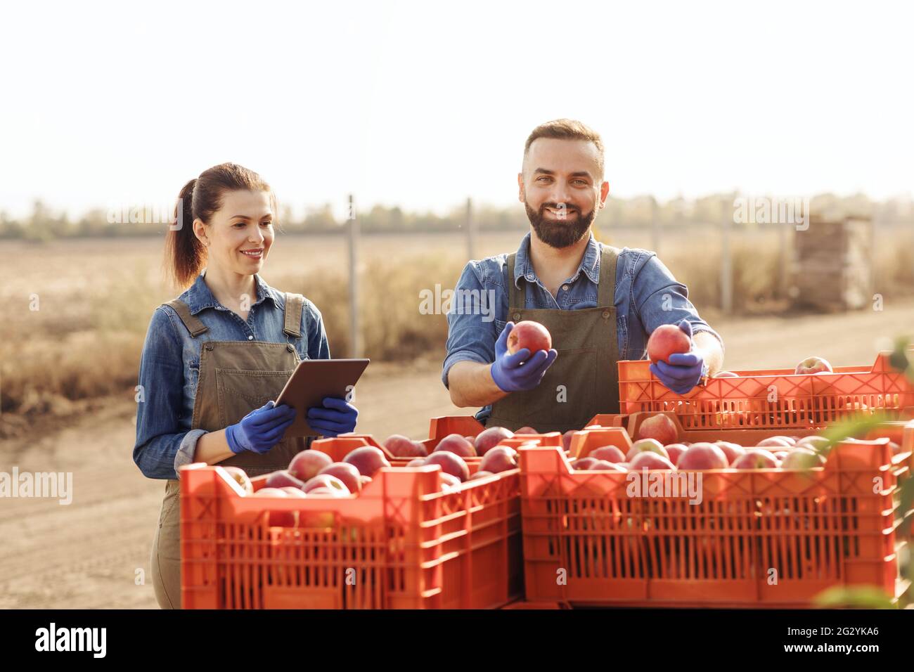 Happy millennial donna e bearded uomo giardinieri agricoltori in grembiuli mostra mele rosse matura succosa Foto Stock