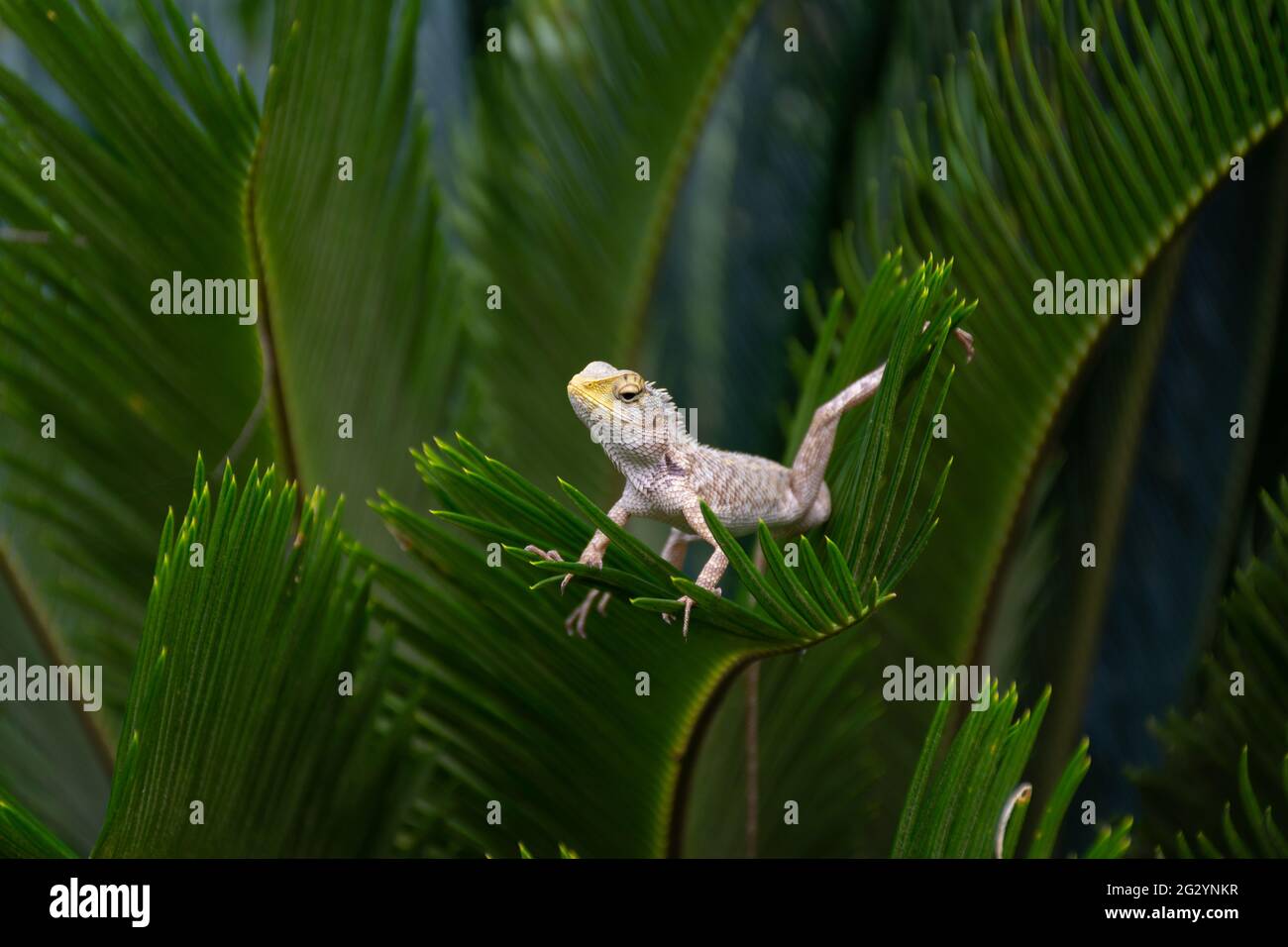 Primo piano di una lucertola da giardino indiana (Calotes versicolor), che si posa su foglie di una pianta nel giardino. Conosciuto anche come la lucertola orientale del giardino, sangue Foto Stock