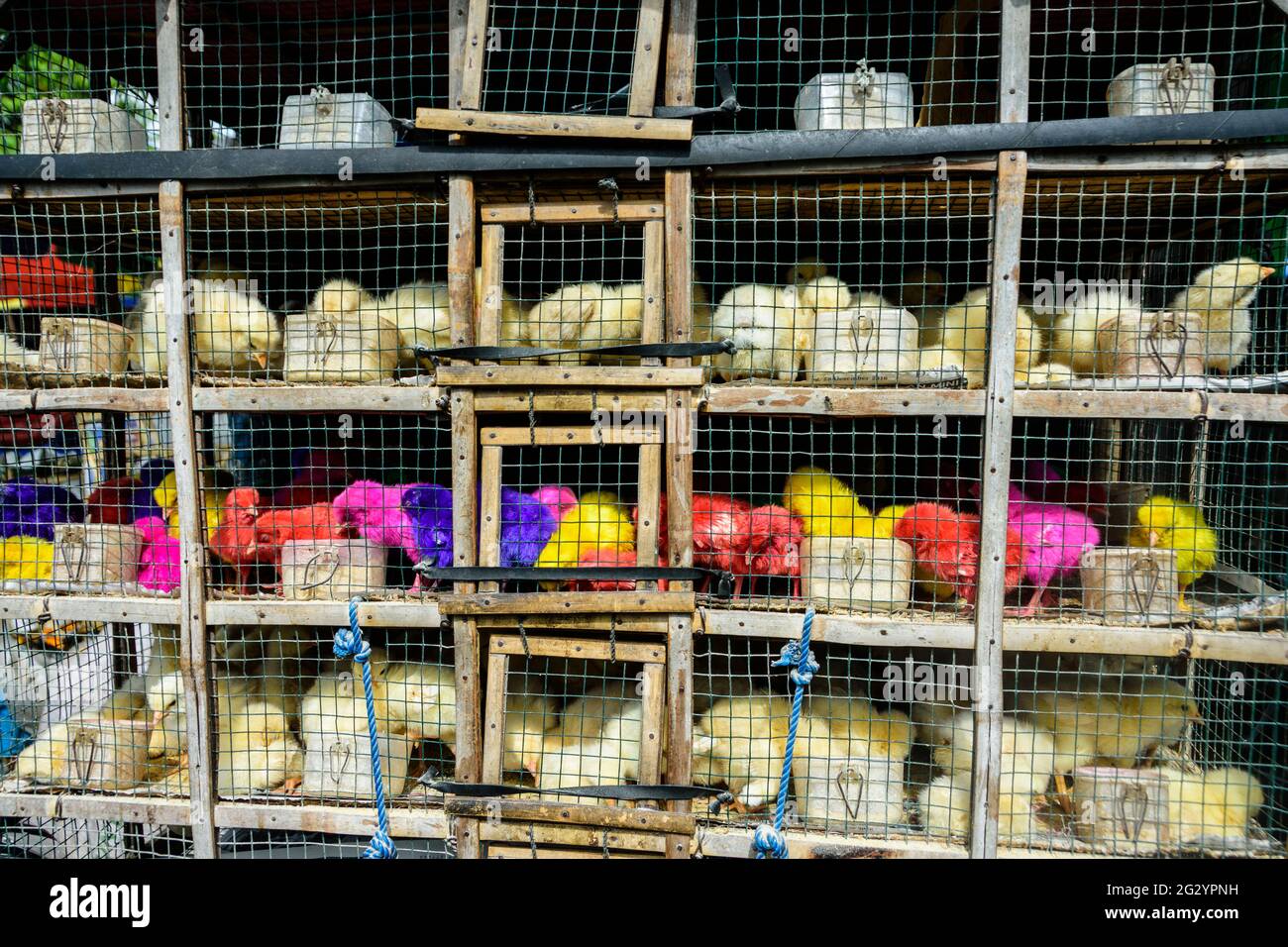Pulcini colorati venduti in un mercato animale a Bali, Indonesia. Foto Stock