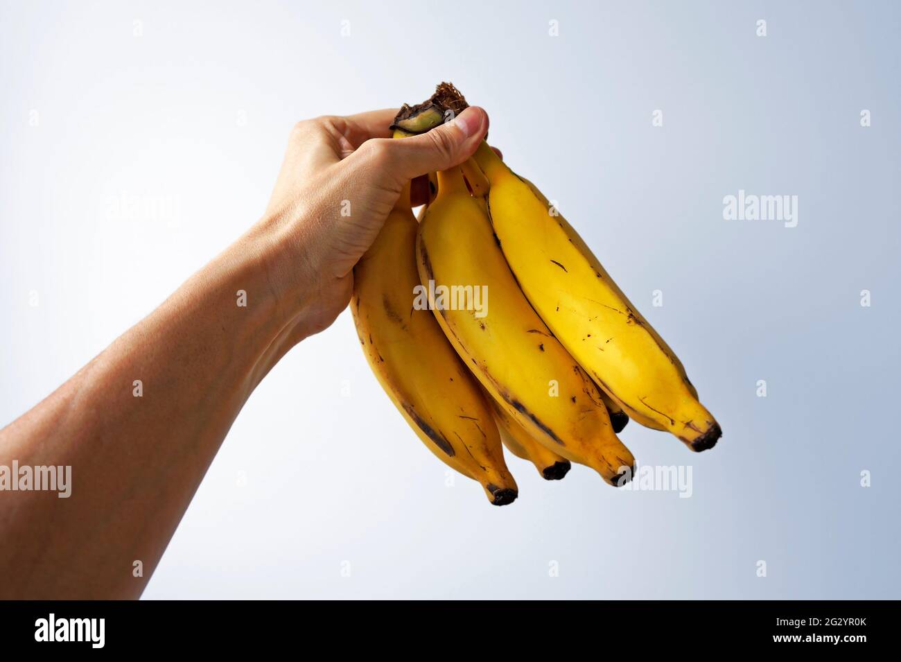Mazzo di banane a portata di mano su sfondo luminoso Foto Stock