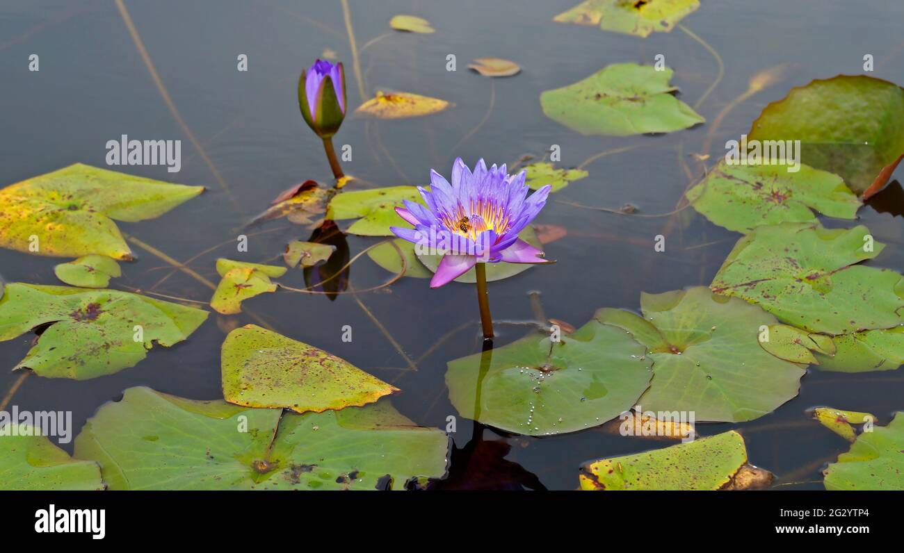 Fiori sacri di giglio blu (Nymphaea caerulea) sul lago Foto Stock