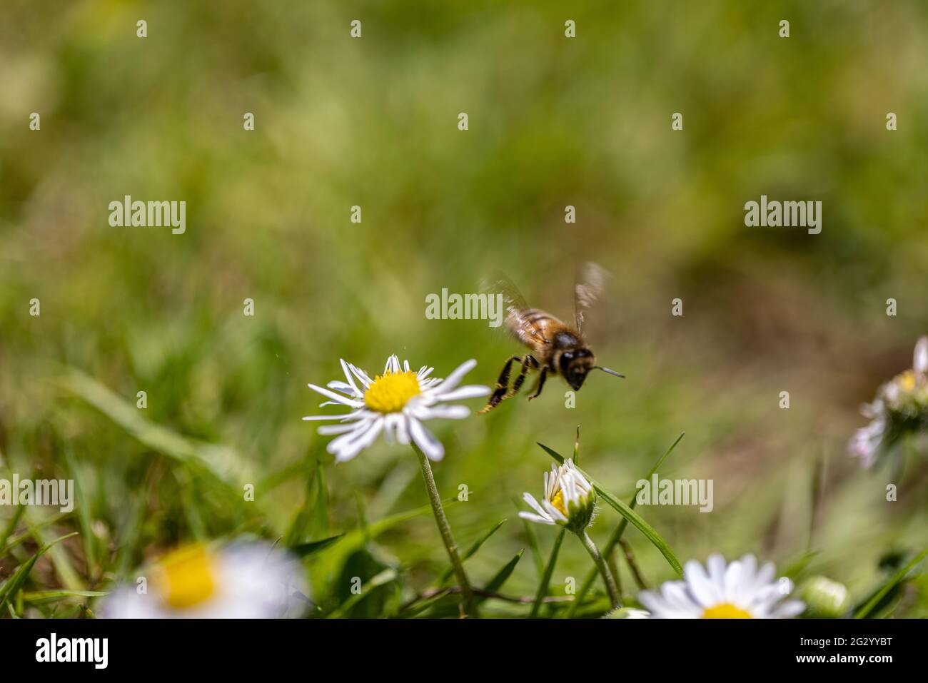 L'ape britannica del miele che vola via da una margherita dopo l'estrazione del polline Foto Stock