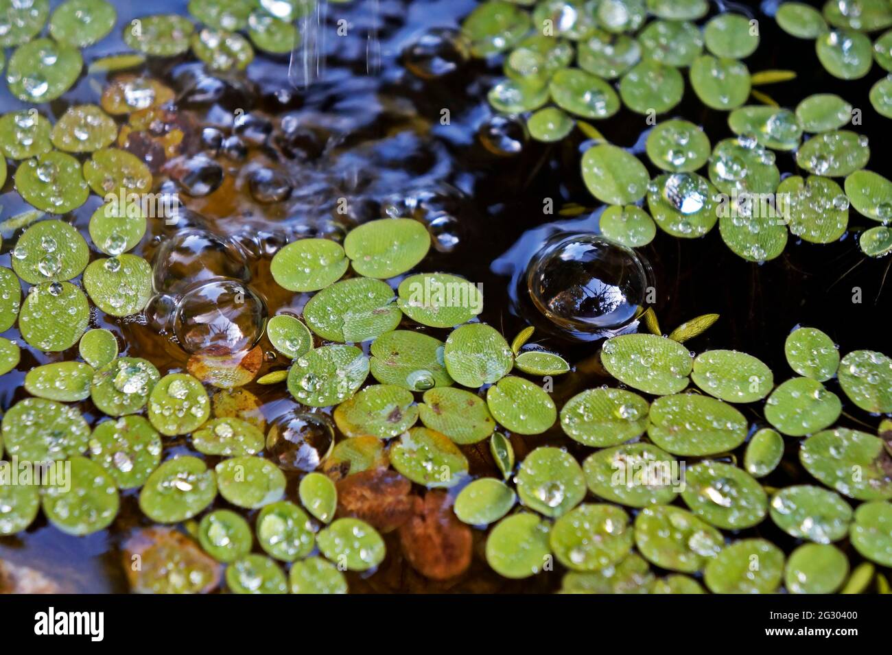 Piante acquatiche nello stagno (Salvinia auriculata) Foto Stock