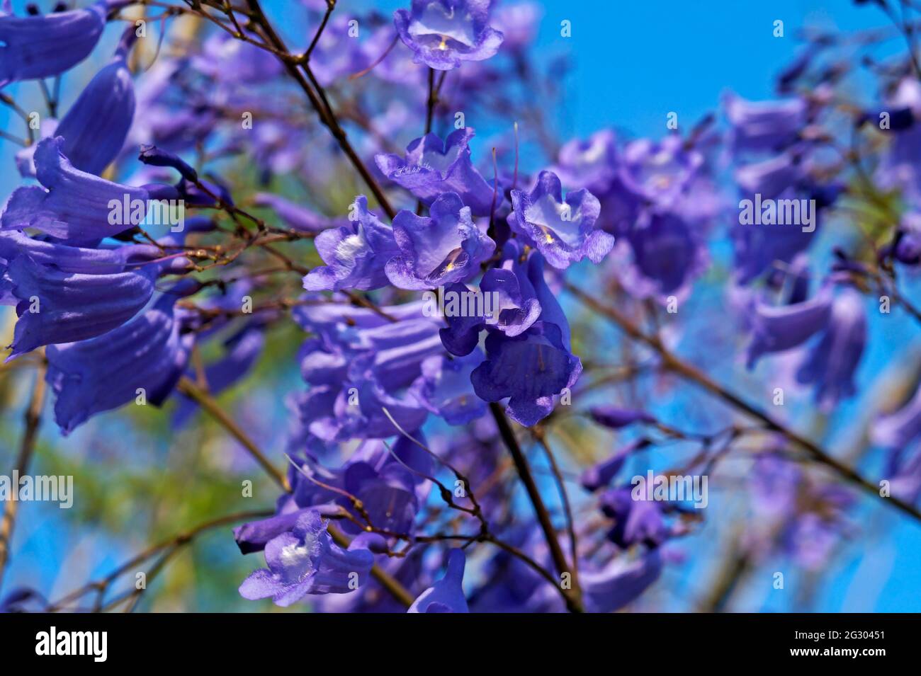Fiori blu jacaranda (Jacaranda mimosifolia) Foto Stock