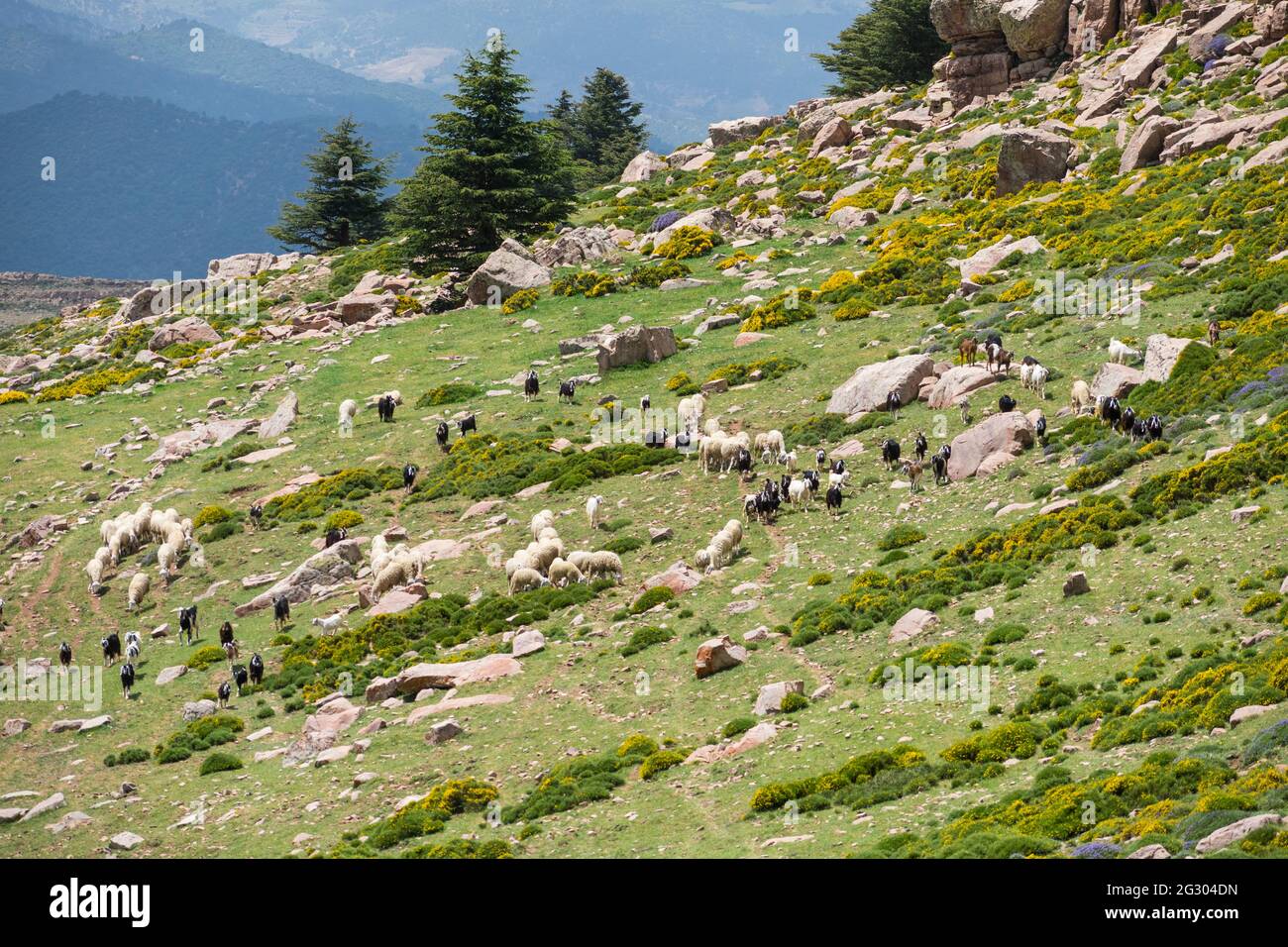 Vista panoramica dal Parco Nazionale di Chelia. Atlante Cedro Foresta (Cedrus Atlantica) a Monte Chelia, nelle montagne Aures in Algeria Foto Stock