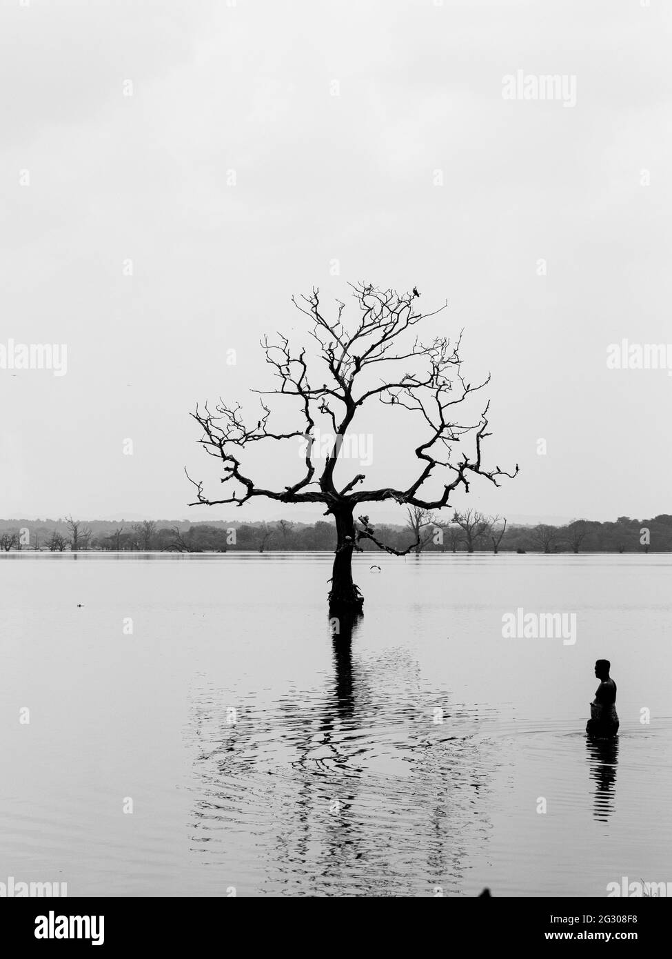 Alberi in un serbatoio d'acqua Foto Stock
