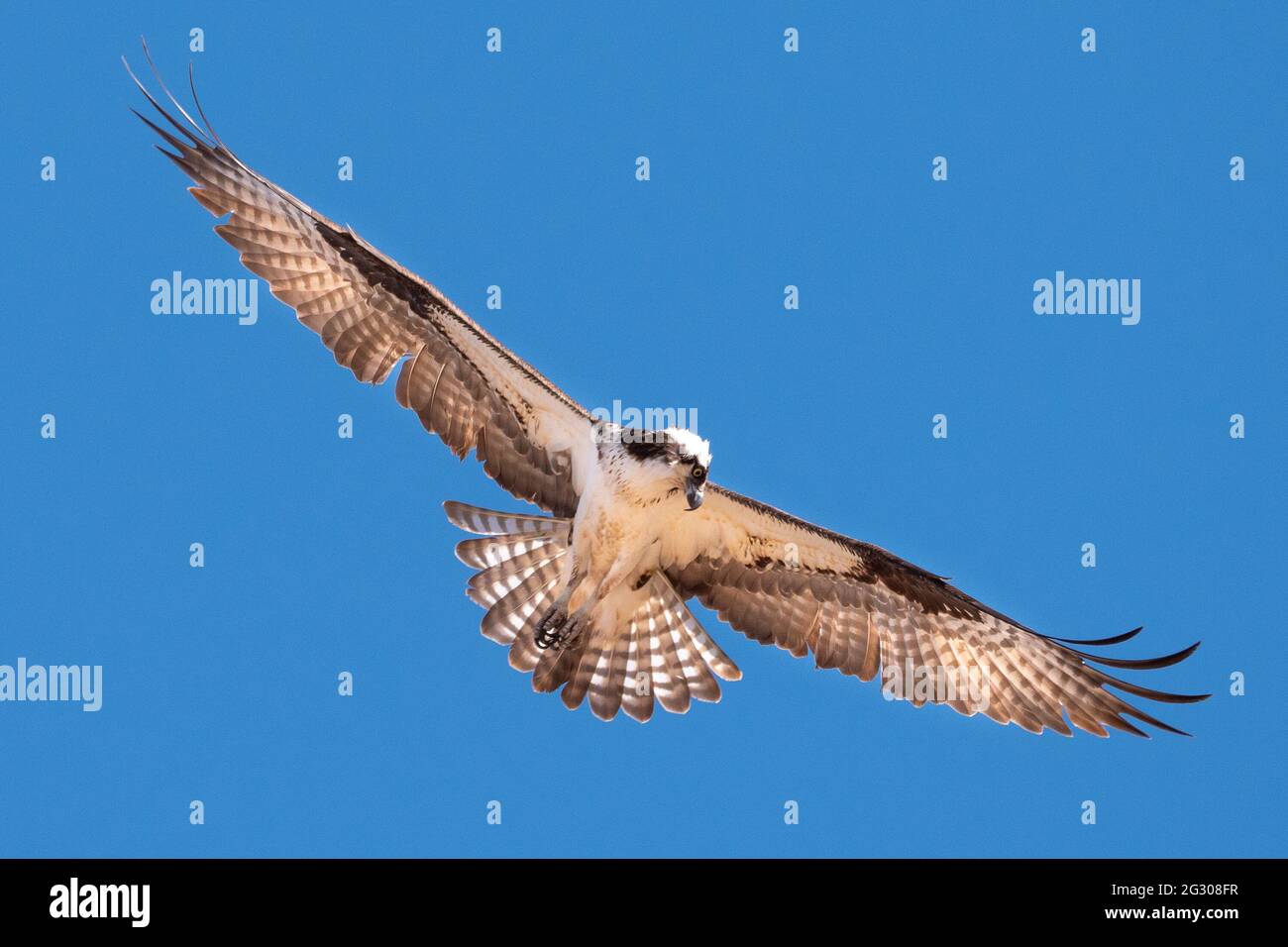 Un falco da solo sorvola uno stagno nel nord dell'arizona alla ricerca del suo prossimo pasto, isolato contro un cielo blu. Foto Stock