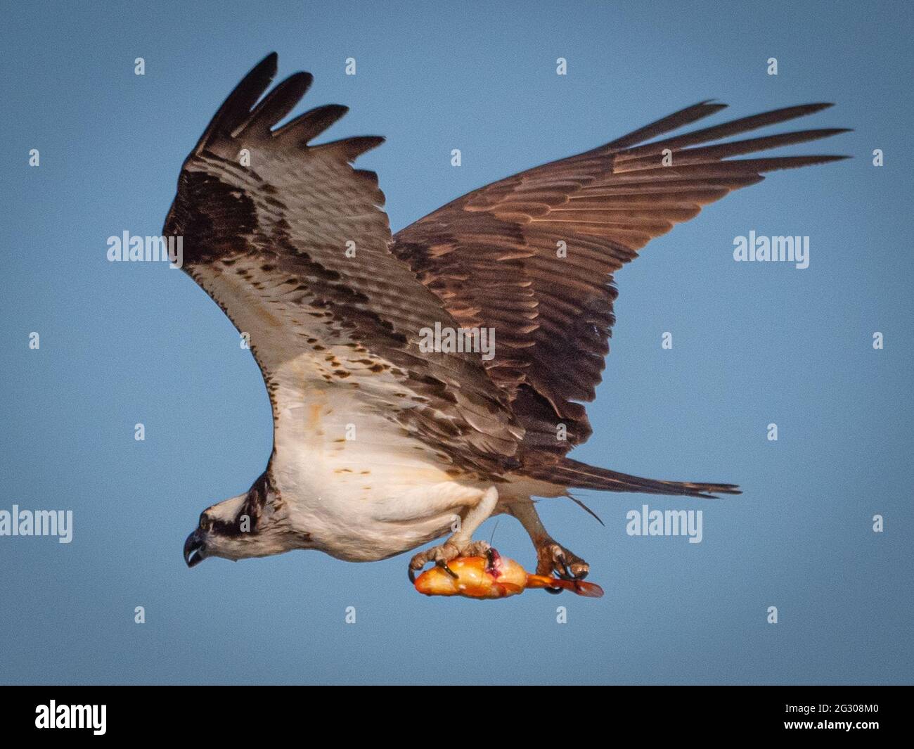 Un falco pescatore adulto porta un grande pesce d'oro fuori al relativo nido. Isolato contro un cielo blu. Foto Stock