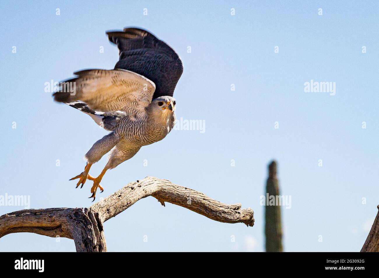 Un falco grigio decollo da un ramo nel deserto di sonora fuori da Tucson, Arizona. Foto Stock