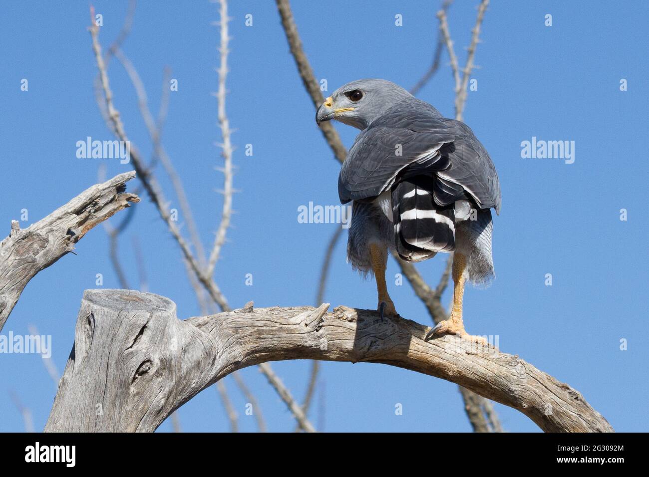 Un falco grigio si erge su un ramo nel deserto di sonora fuori da Tucson, Arizona. Foto Stock