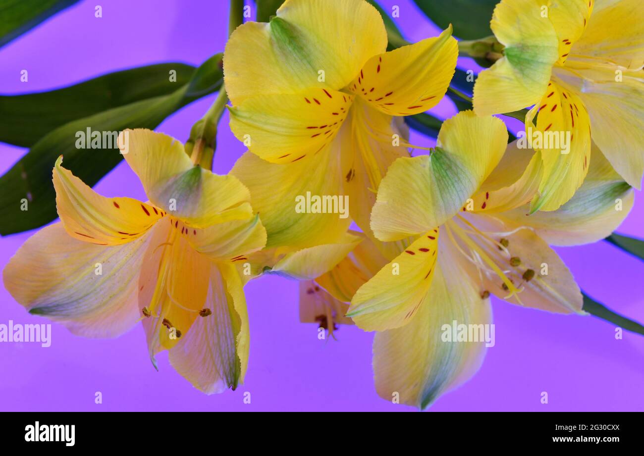 Primo piano di fiori gialli di Alstroemeria su sfondo viola illuminato. Foto Stock