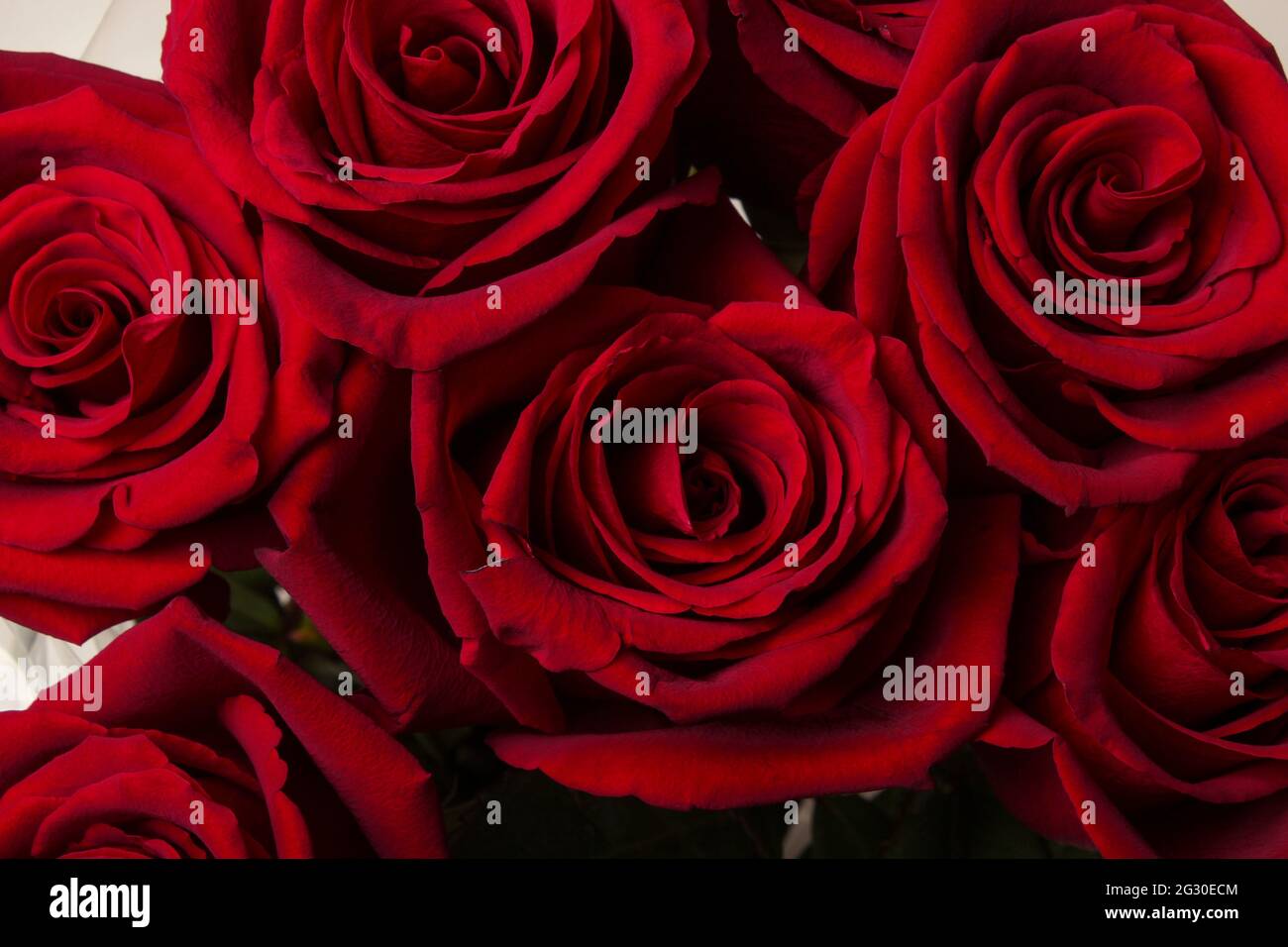 Rose rosse in un bouquet primo piano. Vista dall'alto Foto Stock