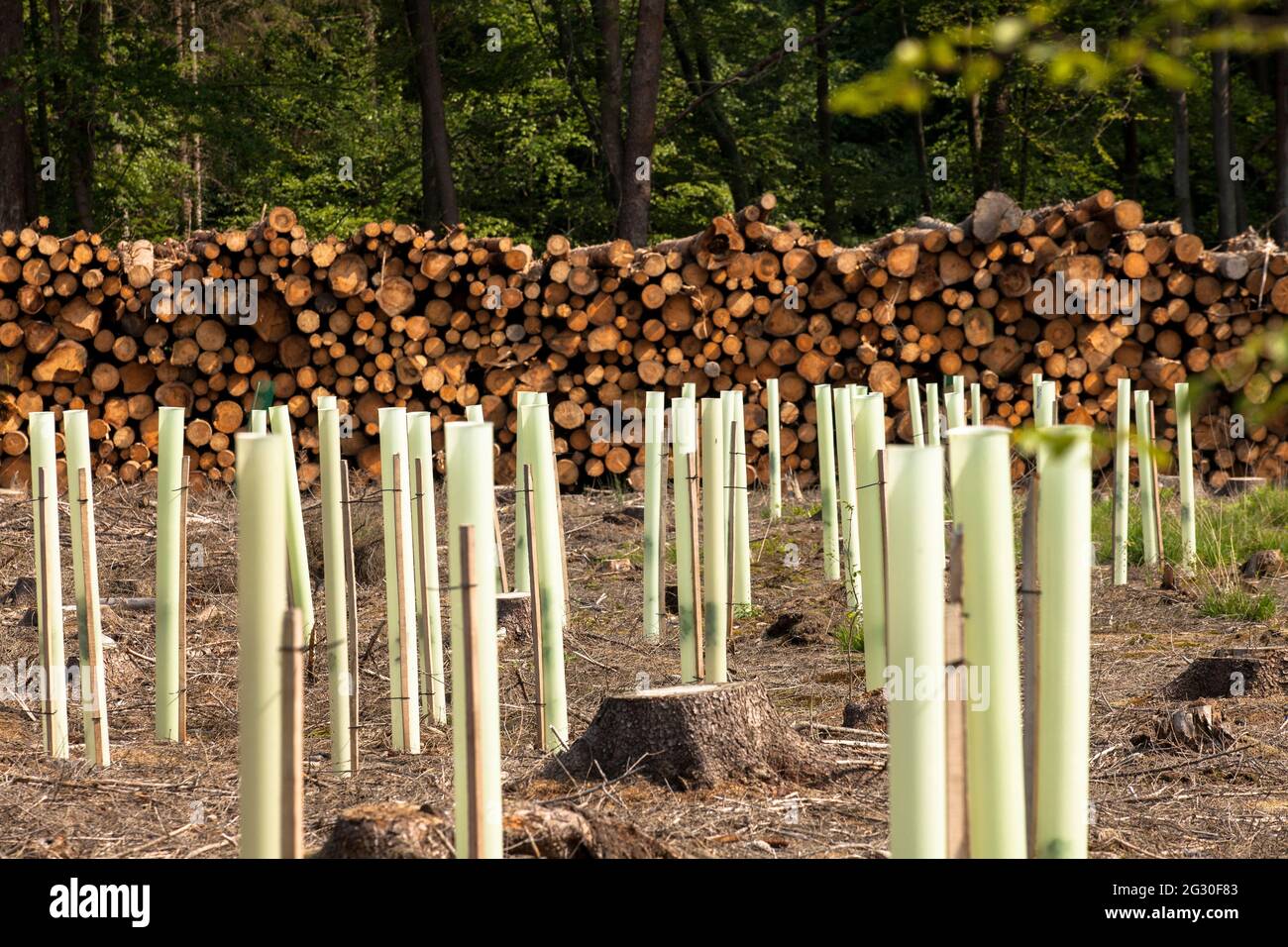 Rimboschimento di una foresta di abete rosso nel Koenigsforst vicino Bergisch Gladbach che era morto e stato eliminato a causa della carenza di acqua e barbabietole, NOR Foto Stock