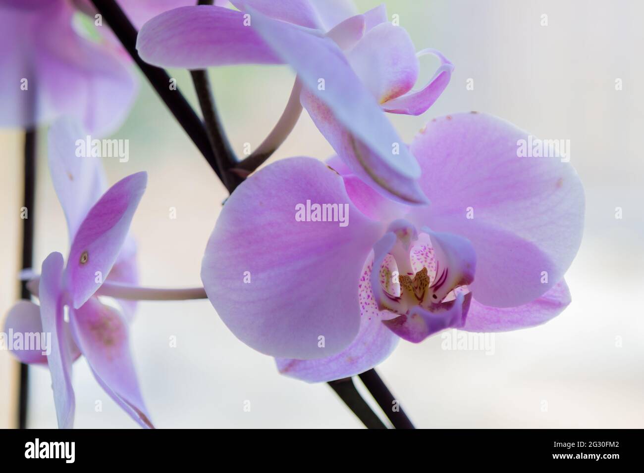 Fiore porpora di houseplant orchidea sullo sfondo della finestra. Primo piano. Foto Stock