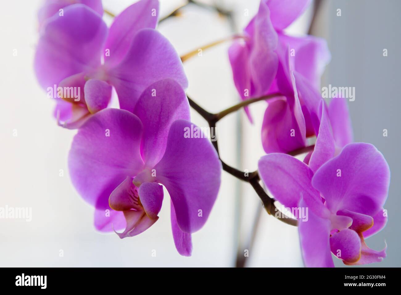 Fiore porpora di houseplant orchidea sullo sfondo della finestra. Primo piano. Foto Stock