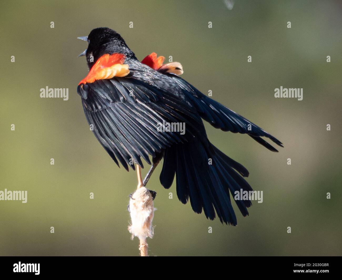 Un uccello nero maschio alato rosso si aggraffa ad un ramo mentre canta per attirare l'attenzione delle femmine. Foto Stock