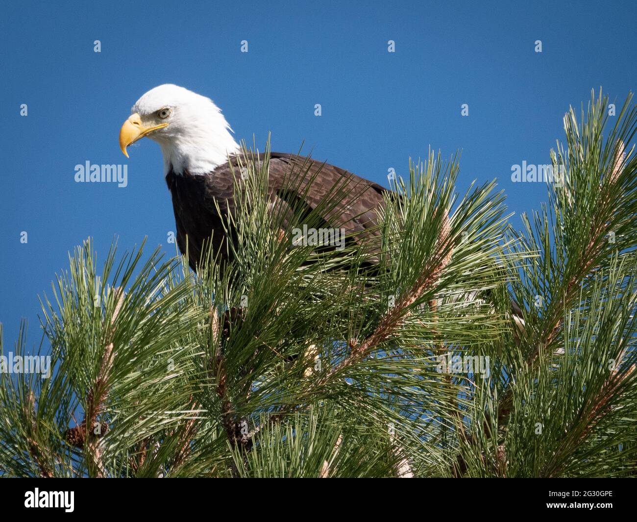 Una maestosa aquila calva americana si trova sulla cima di un albero di pino ponderosa che guarda giù su uno stagno nel nord dell'Arizona. Foto Stock