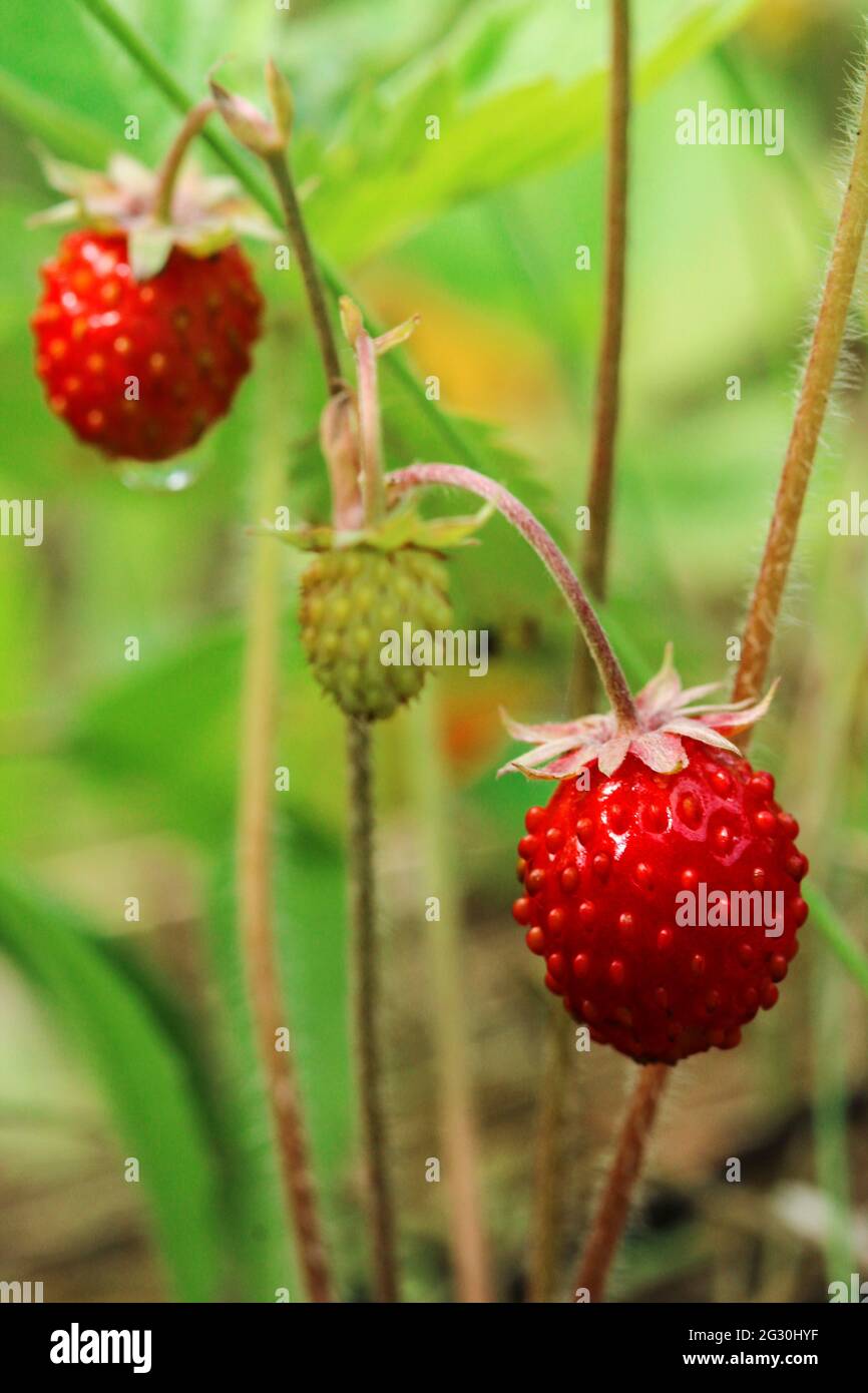 Fragole selvatiche mature su un bush primo piano Foto Stock