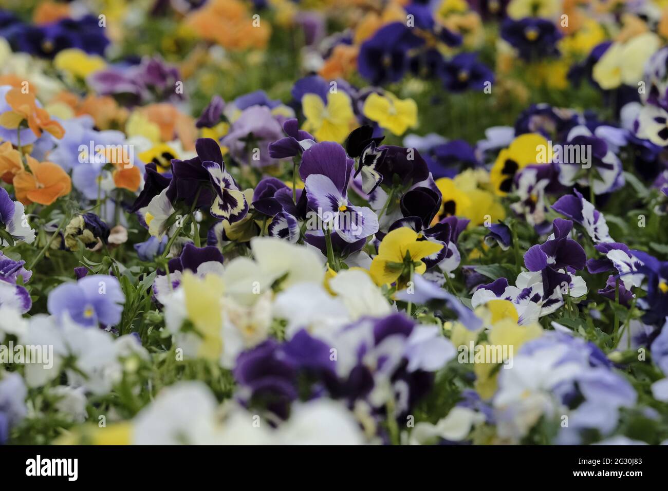 Selkirk, SCOZIA. 13 giugno 2021. Fiori in pentole miste serra contengono fiori nelle serre del giardino a Philiphaugh Estate, Selkirk. Foto Stock