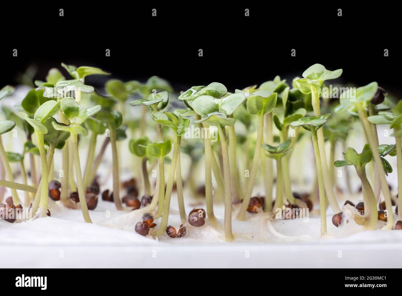 Primo piano di cavolo di fiori cinesi o semi di verdure di somma choy che hanno germinato su acqua umida asciugamano da cucina Foto Stock