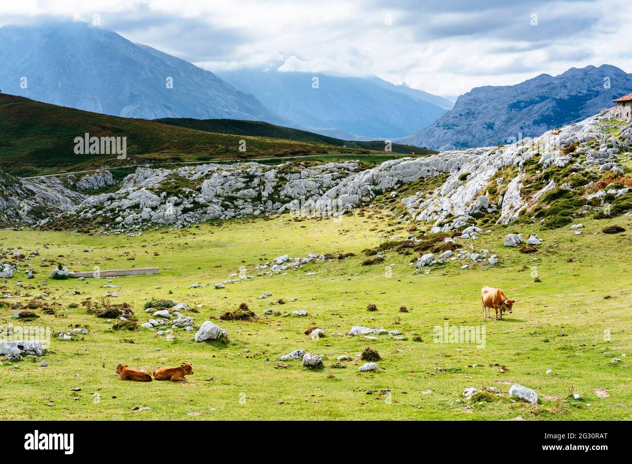 Bovino e Shepherd Shelter. Jitto de Escarandi, al confine tra Asturie e Cantabria, è il punto di partenza per numerose escursioni. Jito de Escar Foto Stock