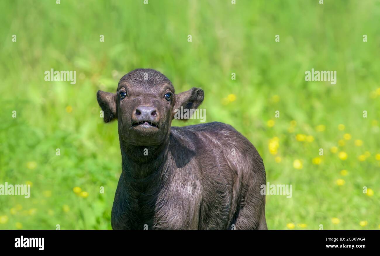 Carino acqua bufalo bambino vitello, dieci giorni, Bubalus bubalis rumeno bufalo Carpazi tipo, in una riserva naturale Eifel, Germania Foto Stock