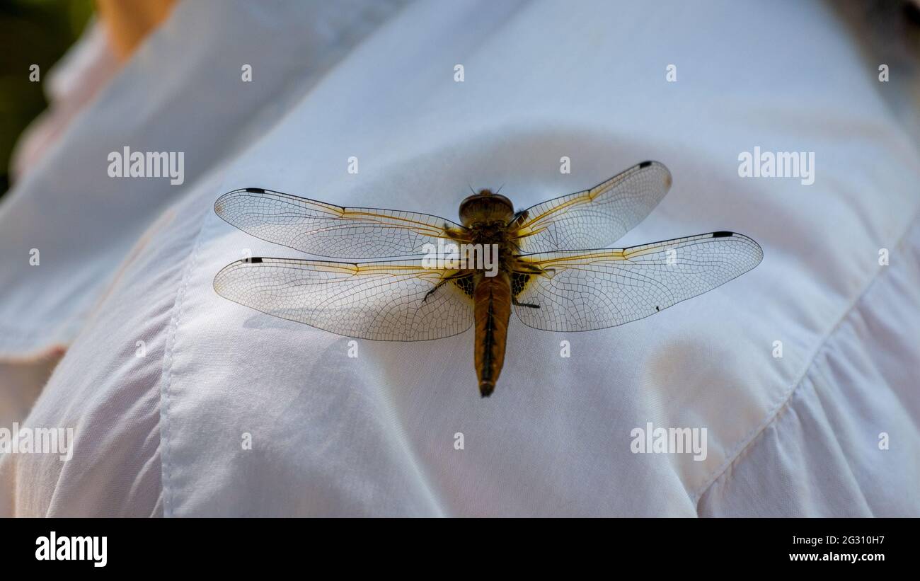 Grande libellula sulla spalla Foto Stock