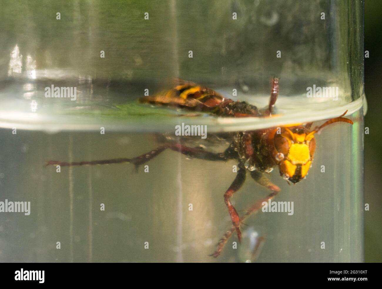 Hornet intrappolato in una bottiglia di acqua di zucchero Foto Stock