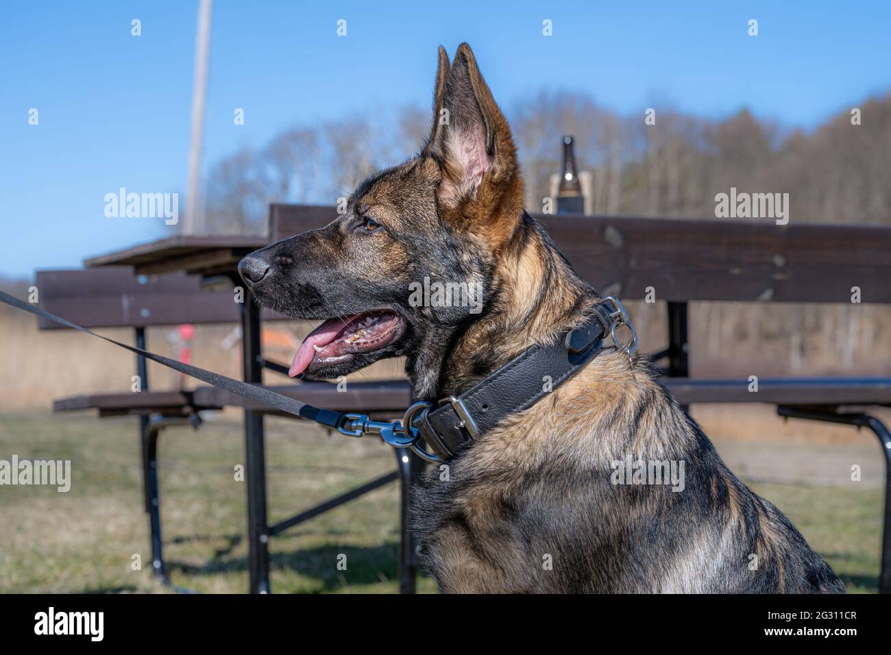 Un felice cucciolo tedesco di quattro mesi Shepherd guardando la macchina fotografica. Linea di lavoro razza Foto Stock