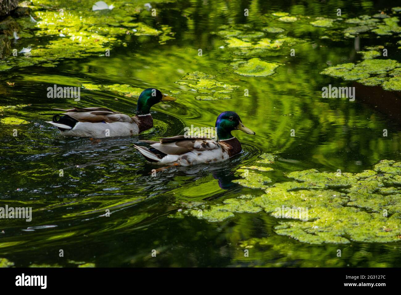 Due draghe che nuotano in un laghetto pieno di anatre. Foto Stock
