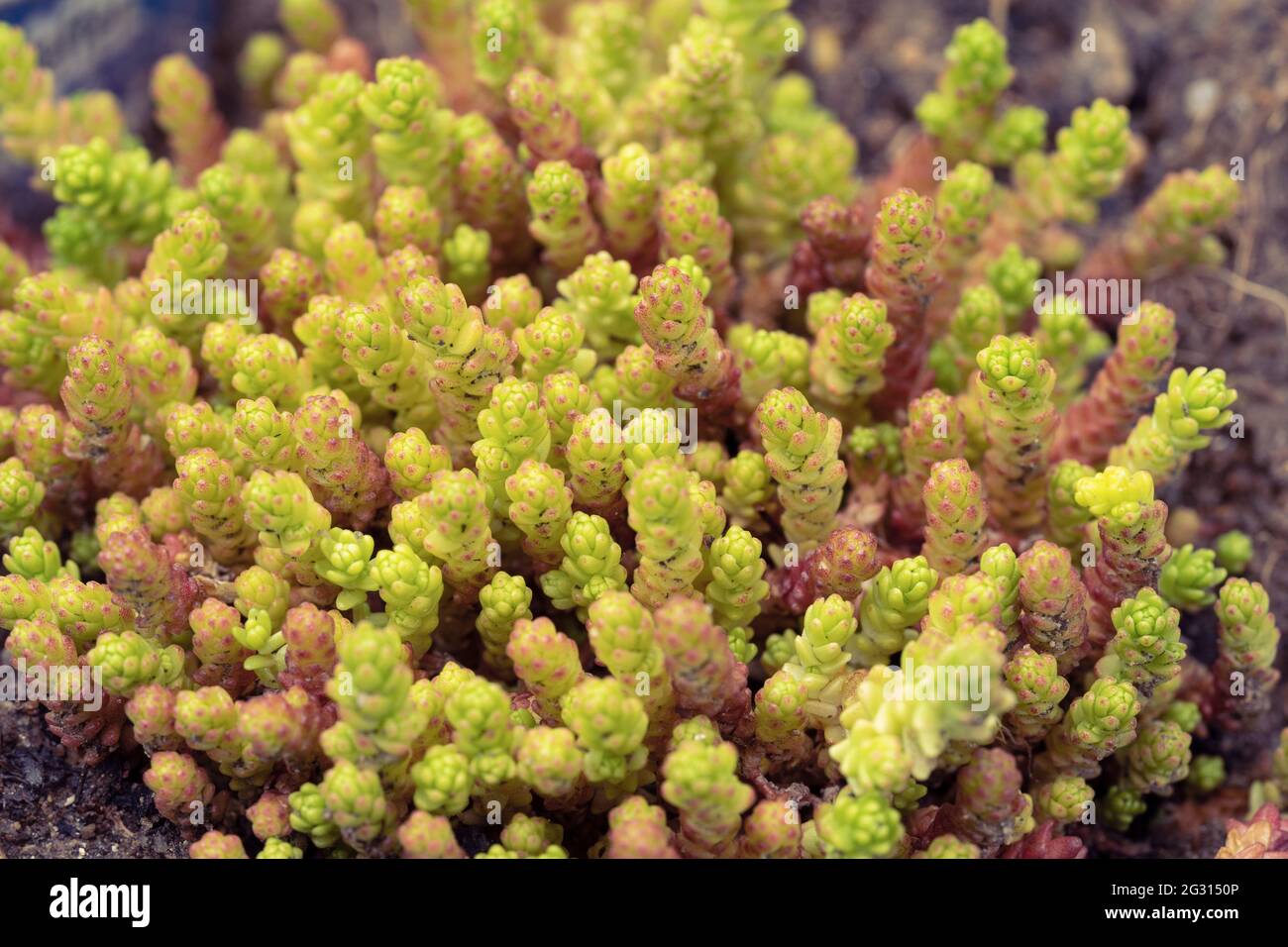 Sedum acro, noto anche come goldmoss stonecrop, mosty stonecrop, goldmoss sedum, moring stonecrop & wallpepper (tedesco: Scharfe Mauerpfeffer). Austria Foto Stock