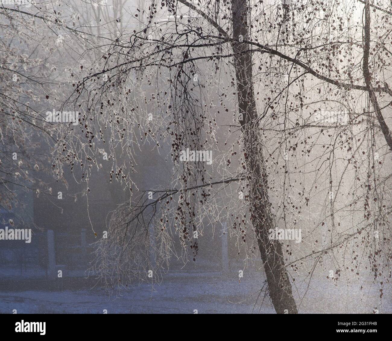Trame invernali con gelo di zoccoli e alberi innevati Foto Stock
