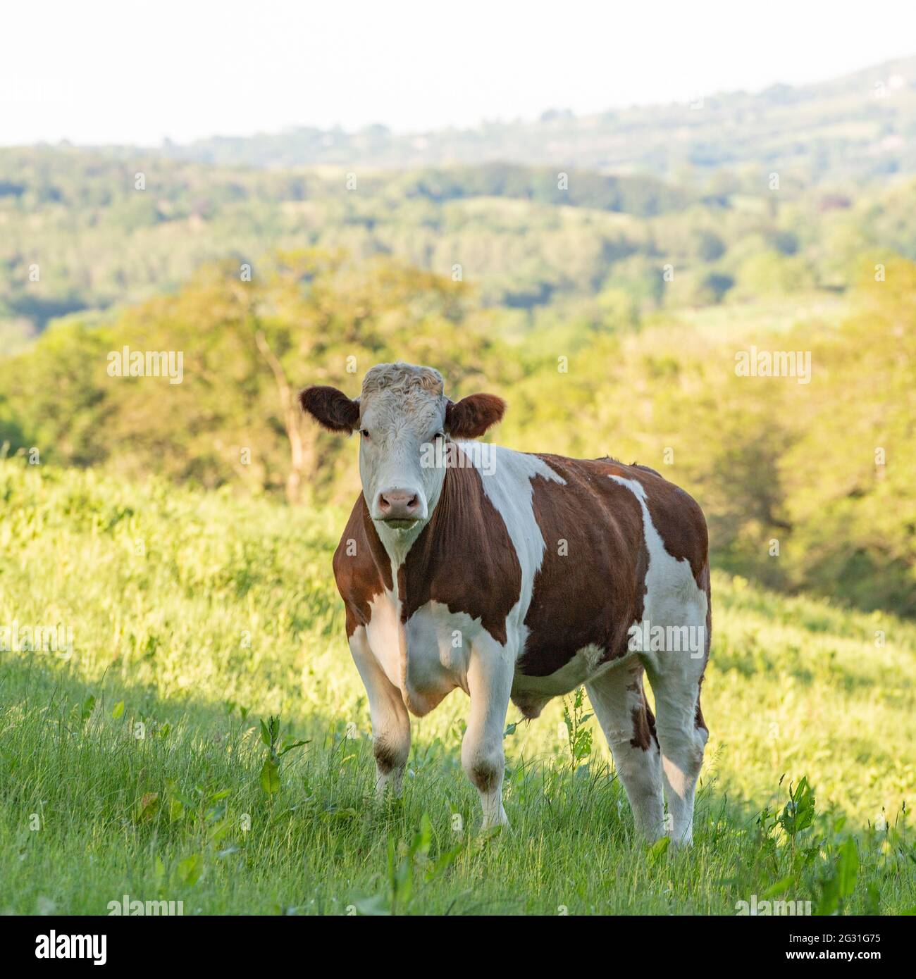 mucca nella valle panoramica Foto Stock