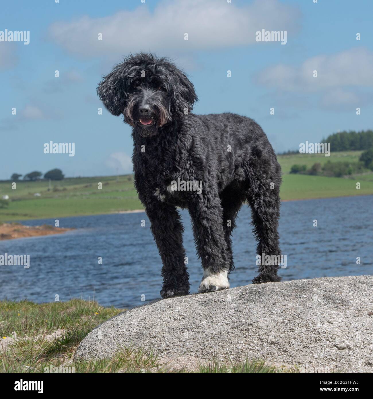 Il portoghese cane di acqua Foto Stock