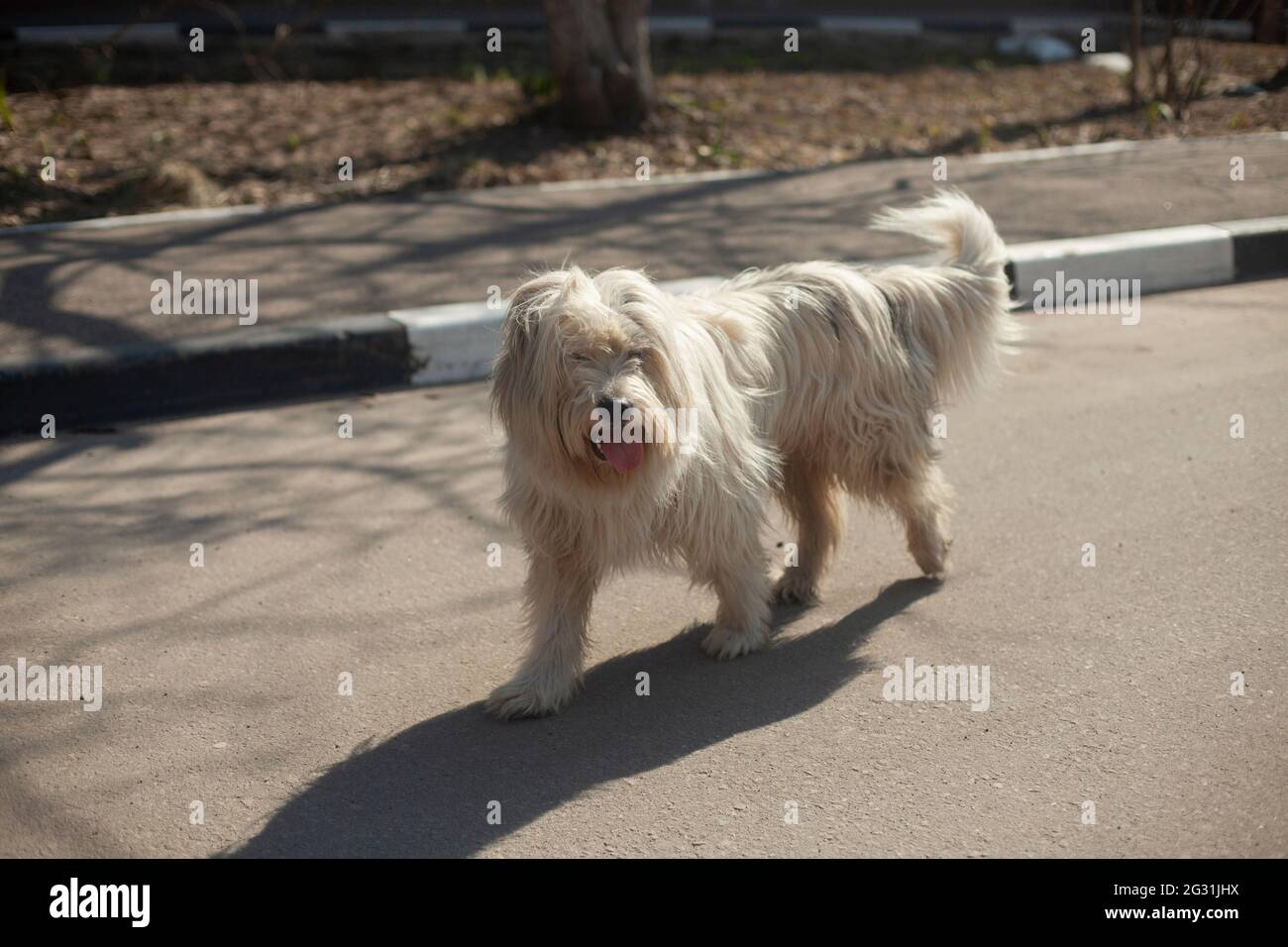 Un cane soffice con pelliccia bianca corre lungo la strada. L'animale sta camminando. Doggy in un collo caldo Foto Stock