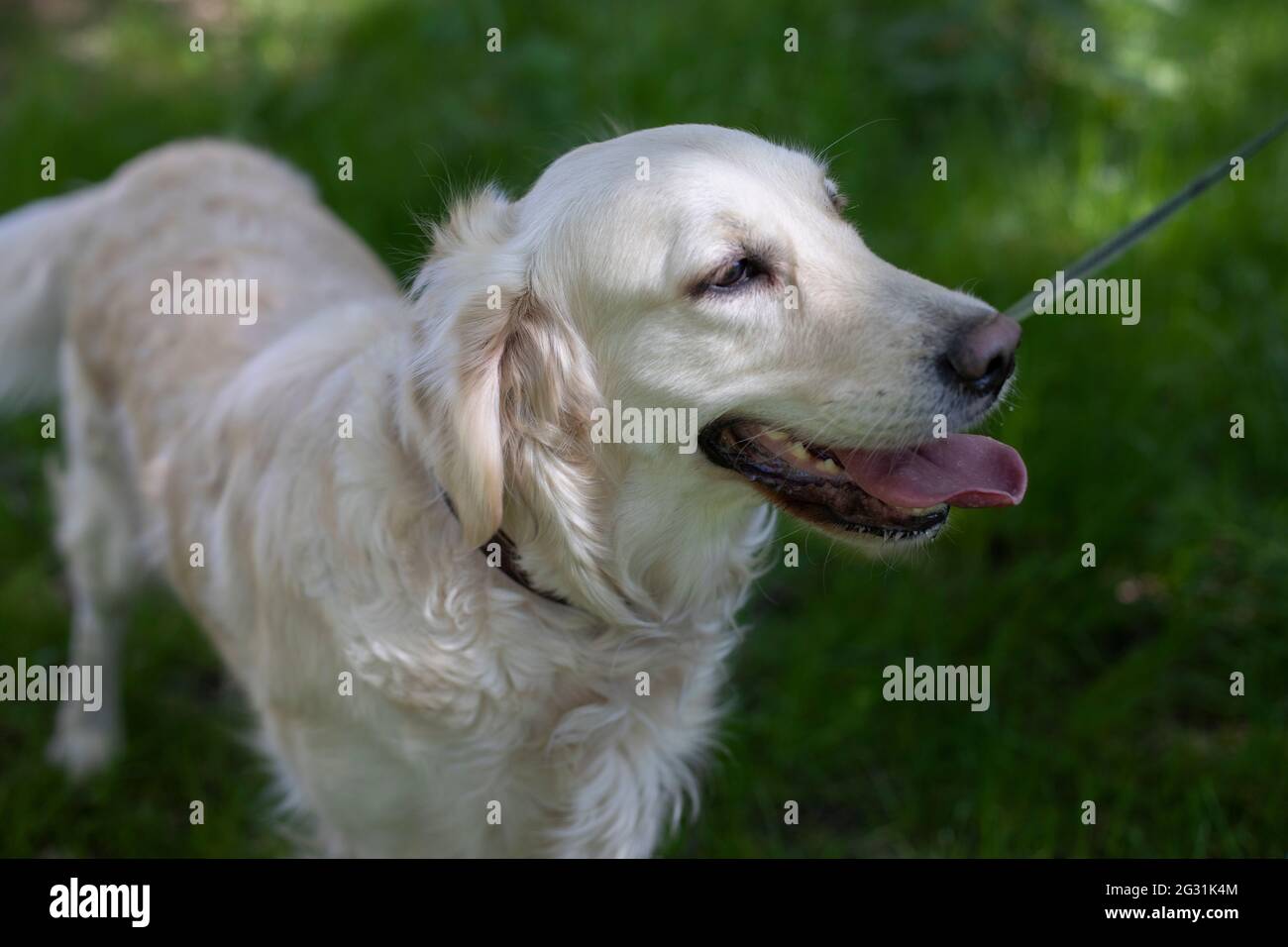 Cane spagnolo. PET per una passeggiata. Animale sul prato. Ritratto di un amato animale domestico. Foto Stock