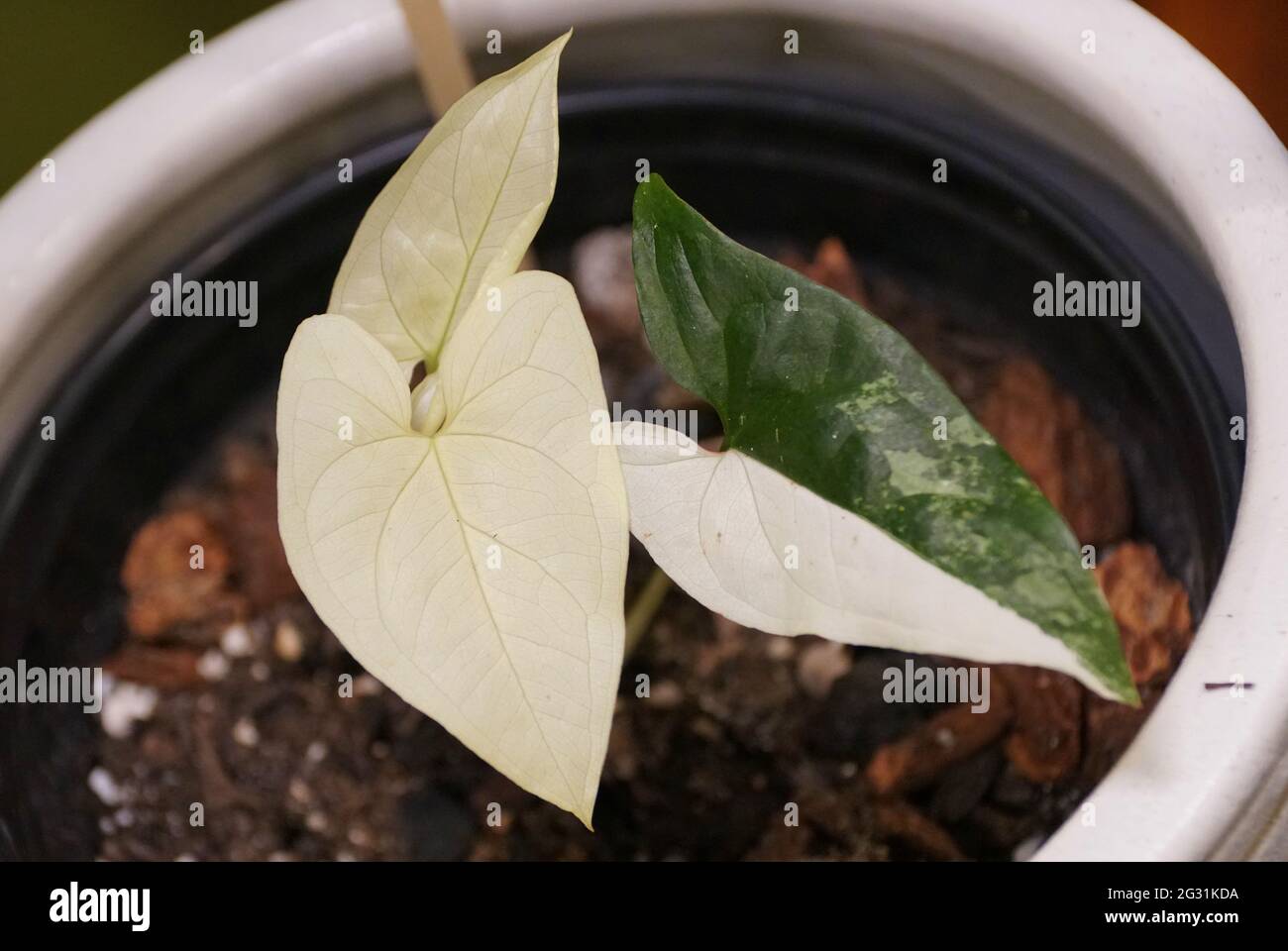 Bella foglia bianca e verde scuro di Syngonium Podophyllium Albo pianta variegata Foto Stock