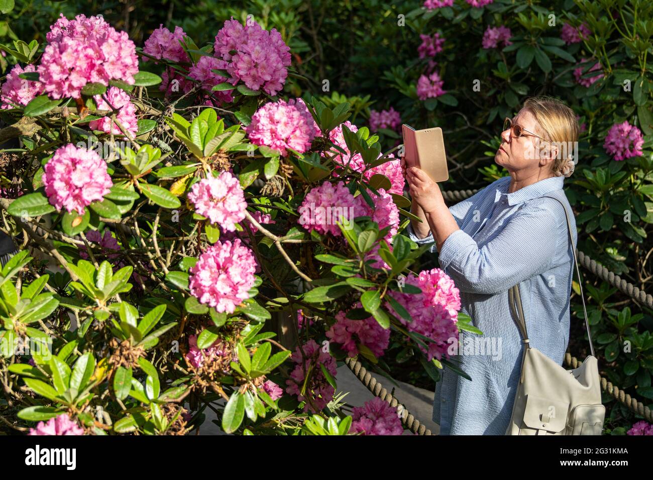 Donna che scatta foto di fiori di rododendro con il suo cellulare a Haaga Rhododendron Park, Helsinki, Finlandia Foto Stock