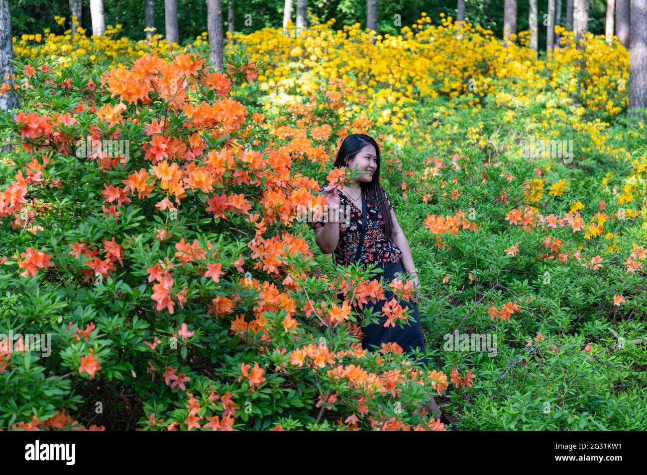 Donna in posa per macchina fotografica tra rododendri fioriti nel Parco Haaga Rhododendron di Helsinki, Finlandia Foto Stock