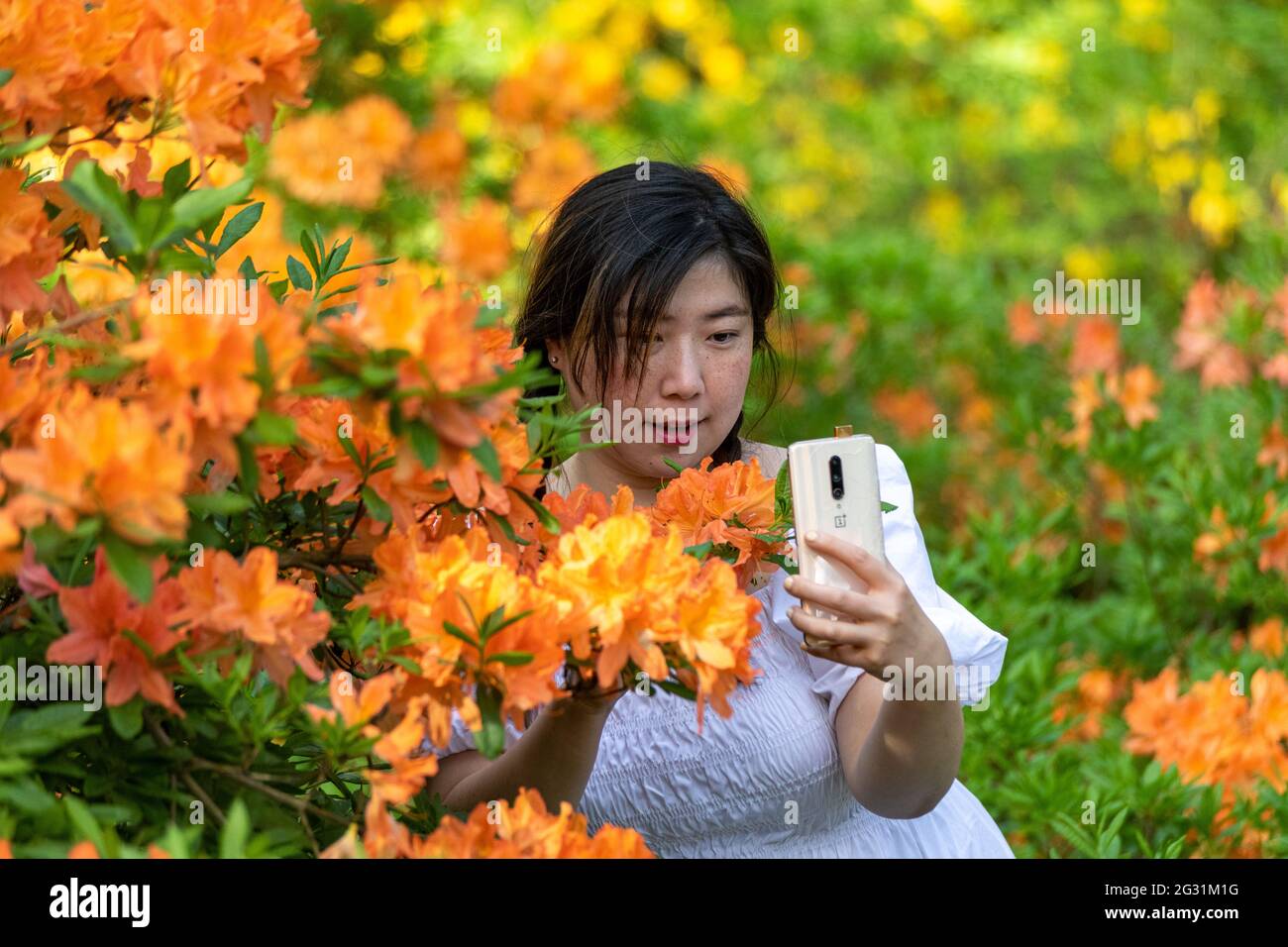 Giovane donna che prende un selfie fra i rododendri fioriti nel parco di Haaga Rhododendron a Helsinki, Finlandia Foto Stock