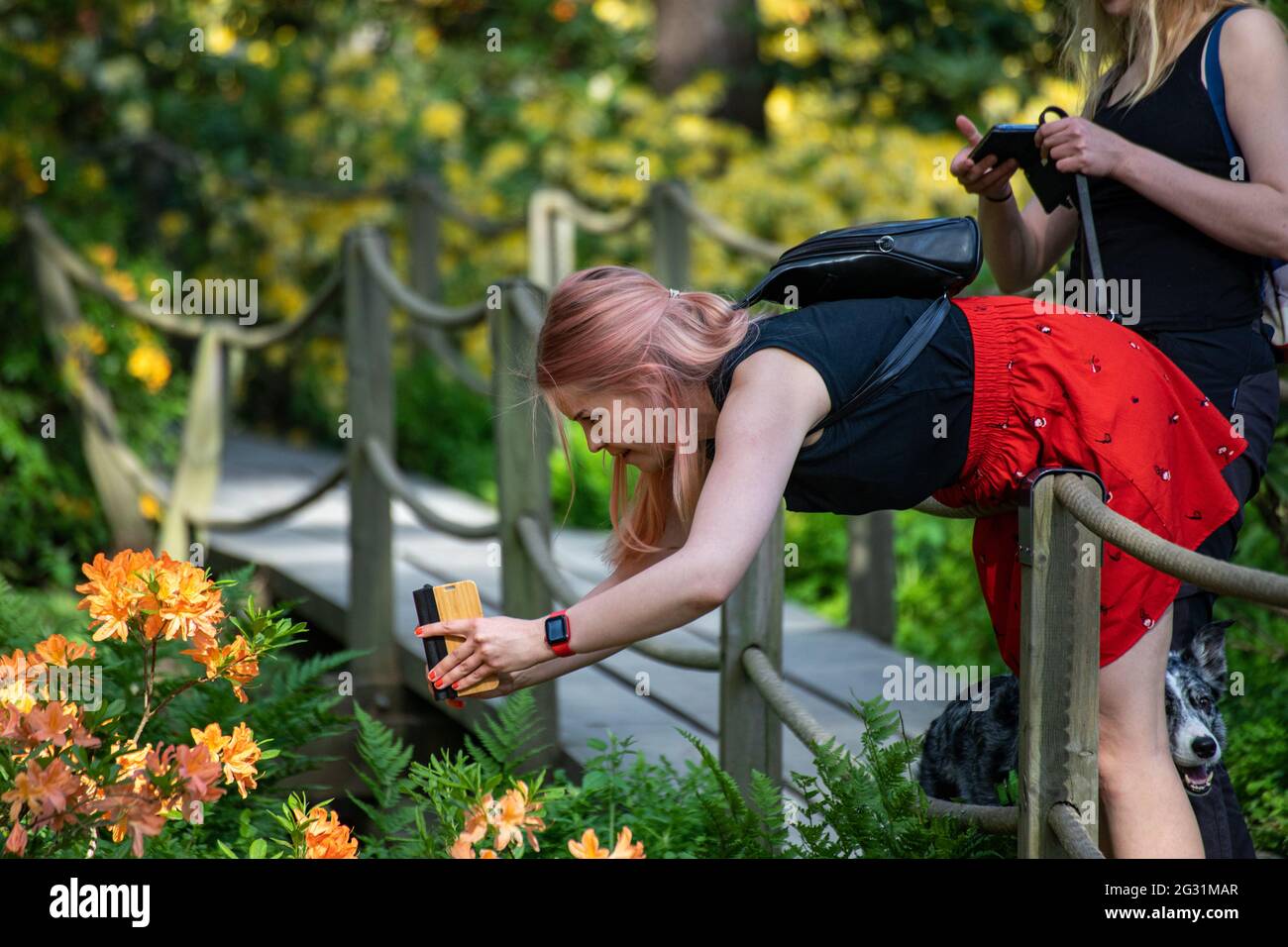 Donna in gonna rossa che prende le immagini dei fiori di rododendro con il suo telefono cellulare a Haaga Rhododendron Park a Helsinki, Finlandia Foto Stock