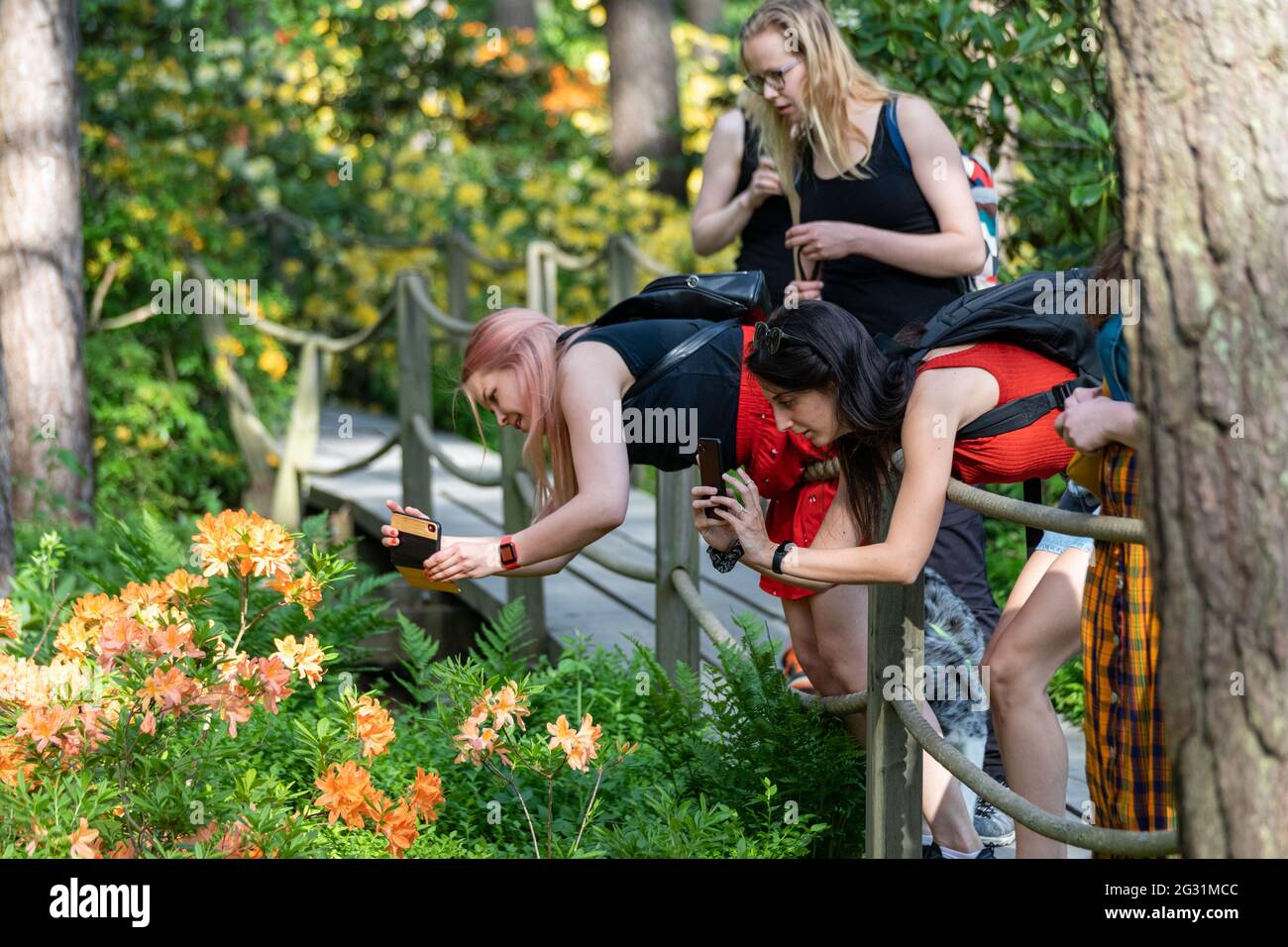 Giovani donne su passerella in legno scattano foto di fiori di rododendro con telefoni cellulari nel Parco Haaga Rhododendron di Helsinki, Finlandia Foto Stock