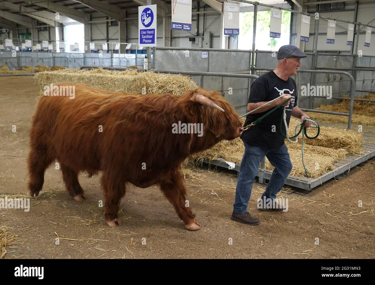 John Ashton dalla fattoria di Allanfearn vicino a Inverness con il suo bestiame delle Highland quando arrivano al Royal Highland Show di Edimburgo. A causa delle restrizioni del covid questo anno l'evento che comincia domani è tenuto in linea. Data immagine: Domenica 13 giugno 2021. Foto Stock