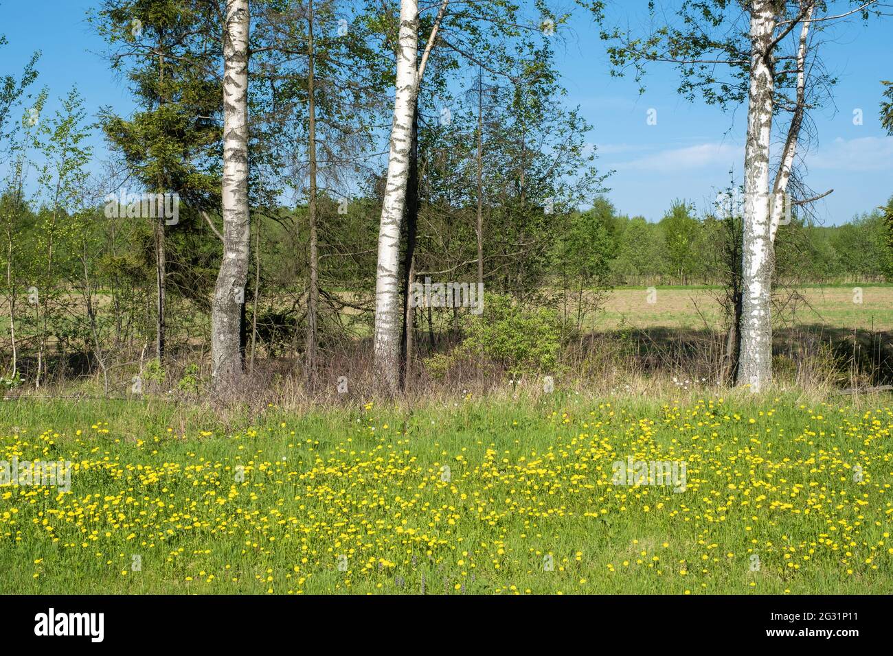Fiori gialli di dente di leone e tronchi bianchi di betulla sullo sfondo di una foresta verde, la Russia. Foto Stock