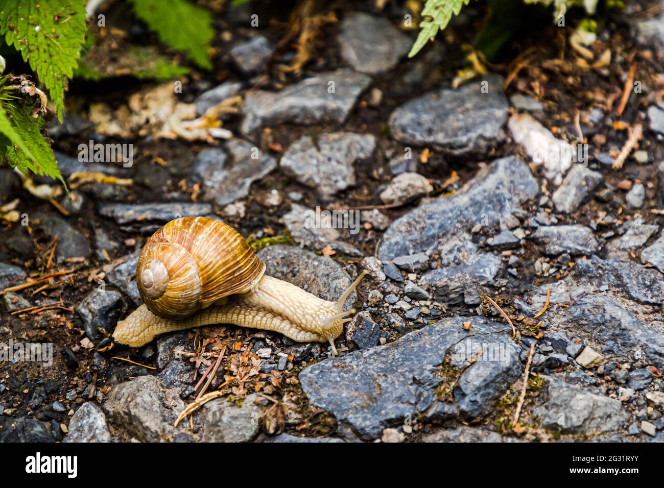 Lumaca bionda su un sentiero escursionistico a Schlindermanderscheid, Lussemburgo Foto Stock