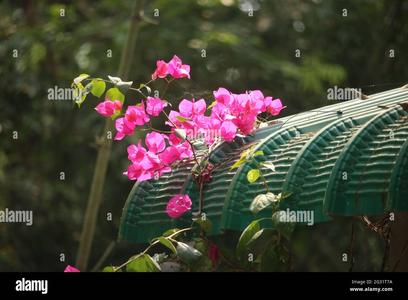 Falenopsis rosa o Moth dendrobium Orchidea flover. Sfondo Orchidea Foto Stock