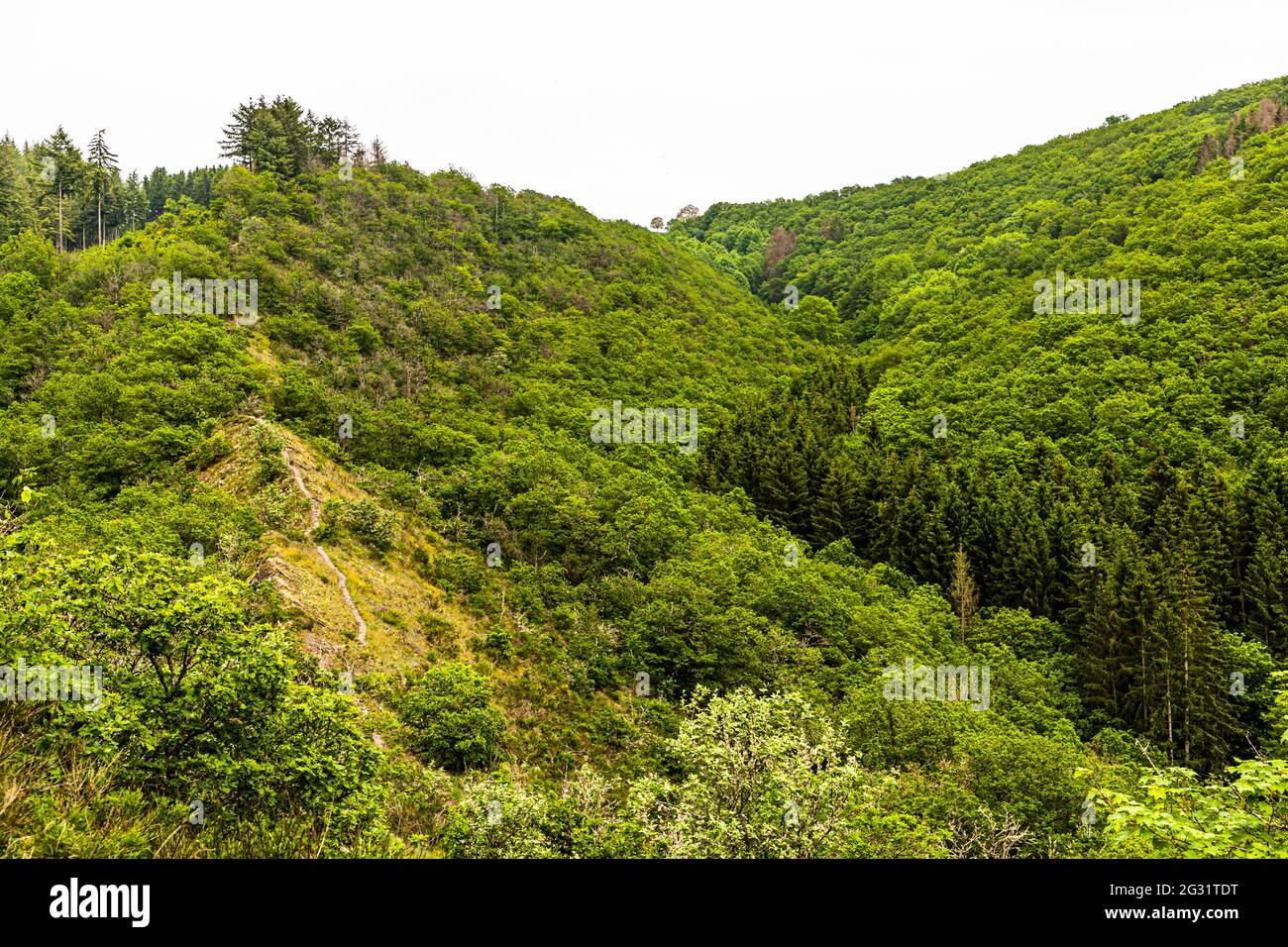 Escursioni su un sentiero di cresta di ardesia nel Parc Hosingen, Lussemburgo. Il Molberlee Ridge. Qui un sentiero stretto conduce per circa 500 metri su roccia ardesia friabile. Va, anche se l'immagine non lo mostra così, abbastanza ripidamente giù da entrambi i lati Foto Stock