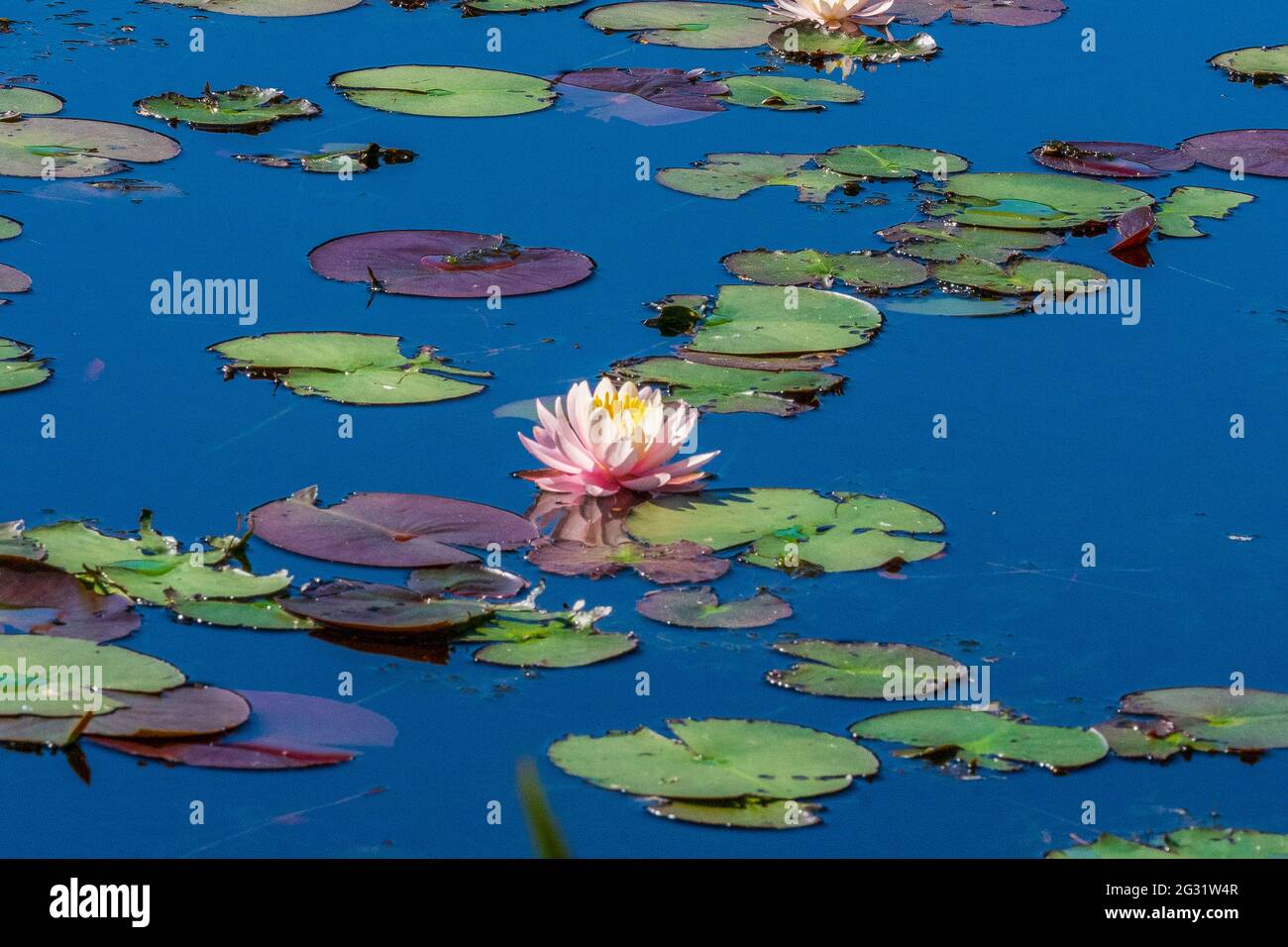 Blühende Seerose Foto Stock